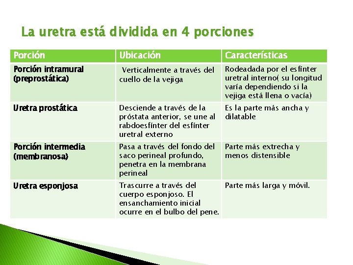 La uretra está dividida en 4 porciones Porción Ubicación Características Porción intramural (preprostática) Verticalmente