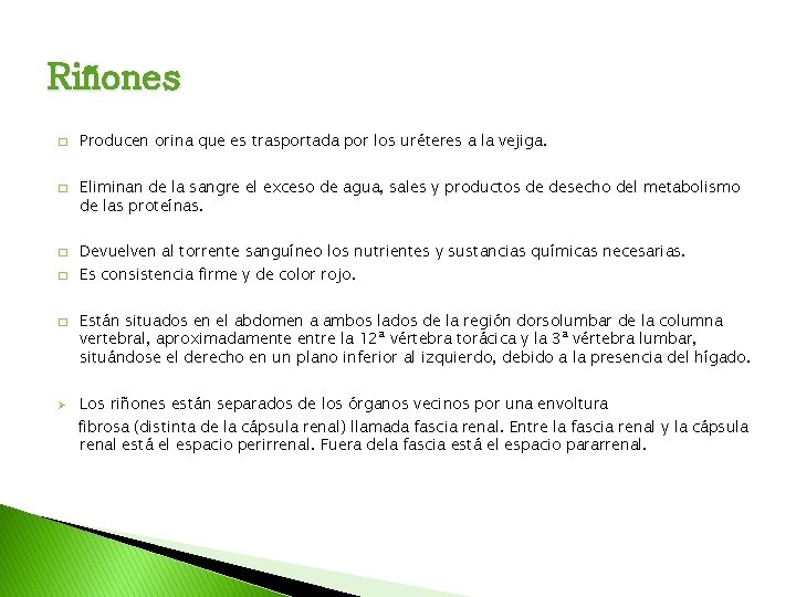 Riñones � � � Ø Producen orina que es trasportada por los uréteres a