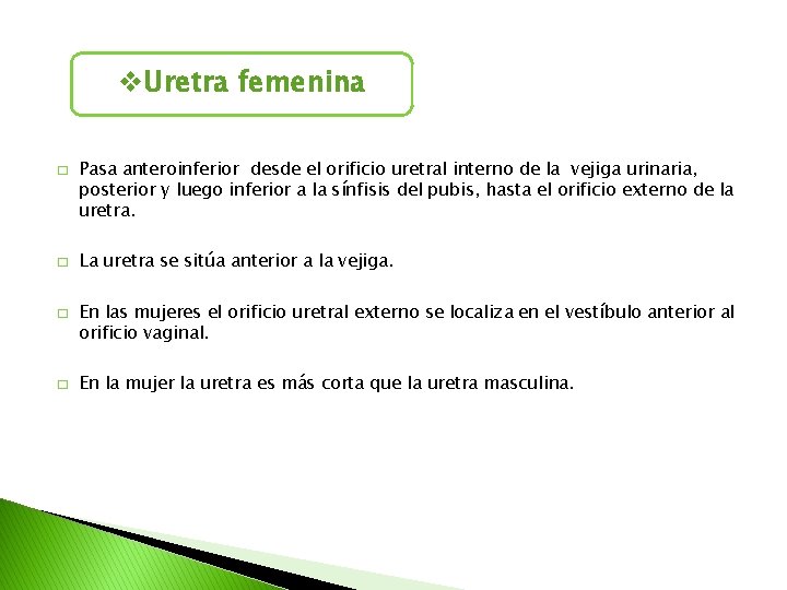 v. Uretra femenina � � Pasa anteroinferior desde el orificio uretral interno de la