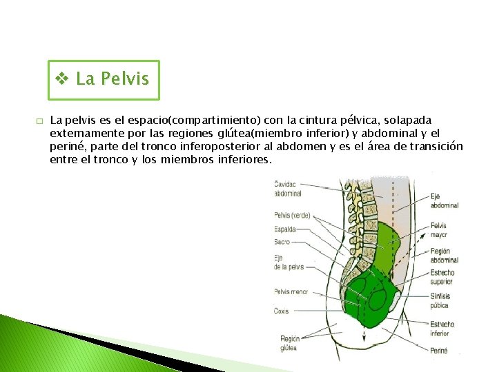 v La Pelvis � La pelvis es el espacio(compartimiento) con la cintura pélvica, solapada