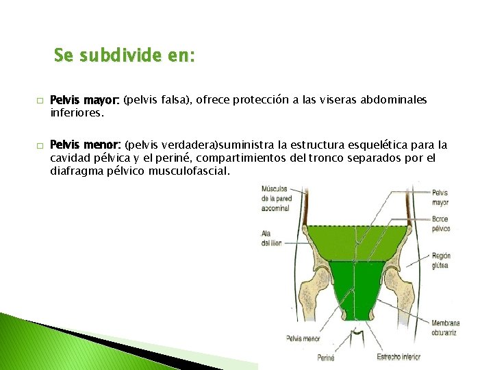 Se subdivide en: � � Pelvis mayor: (pelvis falsa), ofrece protección a las viseras