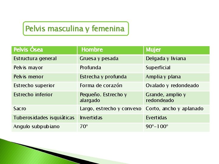 Pelvis masculina y femenina Pelvis Ósea Hombre Mujer Estructura general Gruesa y pesada Delgada