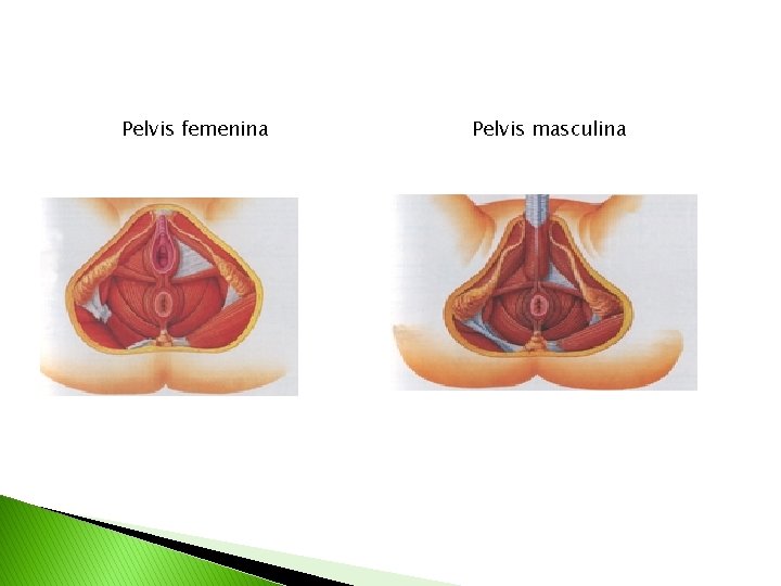Pelvis femenina Pelvis masculina 