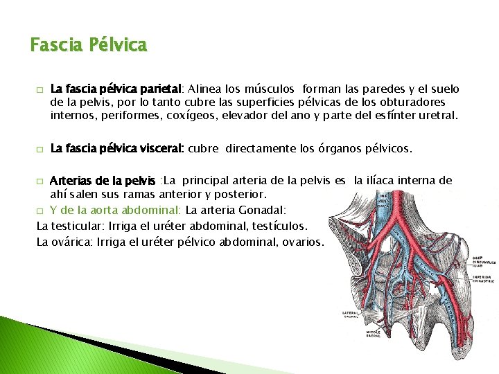 Fascia Pélvica � � La fascia pélvica parietal: Alinea los músculos forman las paredes