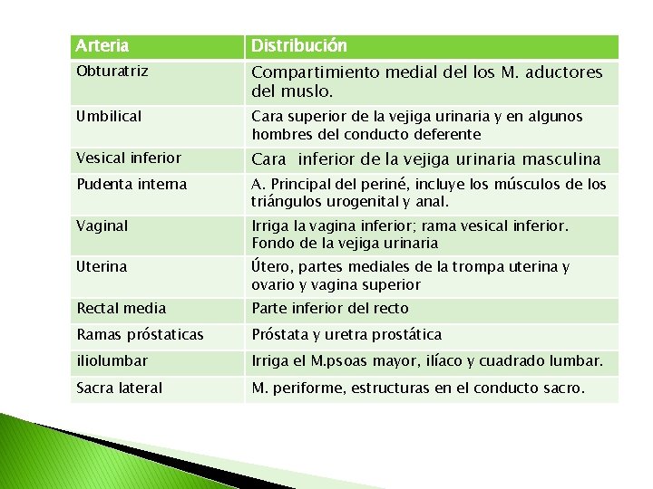 Arteria Distribución Obturatriz Compartimiento medial del los M. aductores del muslo. Umbilical Cara superior