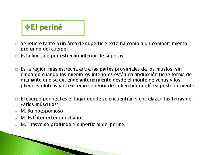 v. El periné � � o o o Se refiere tanto a un área