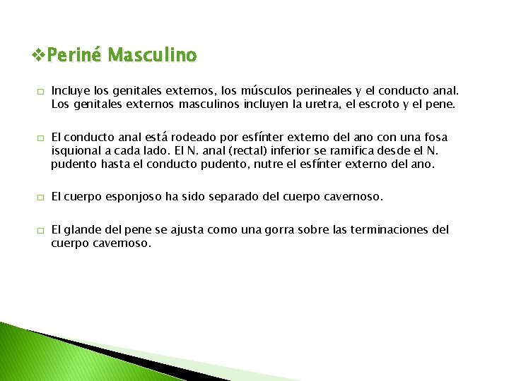 v. Periné Masculino � � Incluye los genitales externos, los músculos perineales y el