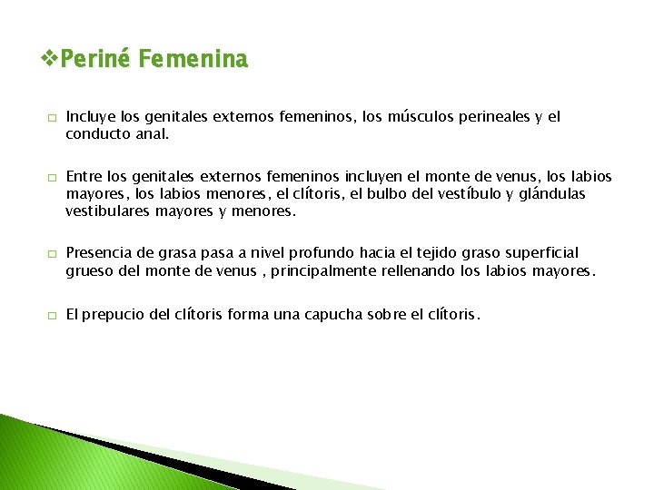 v. Periné Femenina � � Incluye los genitales externos femeninos, los músculos perineales y