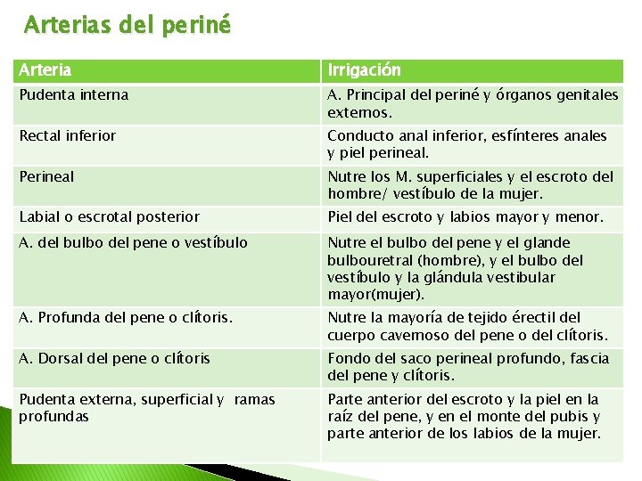 Arterias del periné Arteria Irrigación Pudenta interna A. Principal del periné y órganos genitales