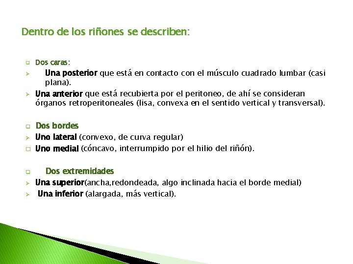 Dentro de los riñones se describen: q Ø Ø q Ø � q Ø