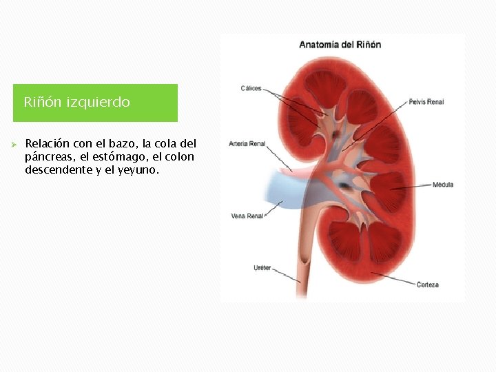 Riñón izquierdo Ø Relación con el bazo, la cola del páncreas, el estómago, el