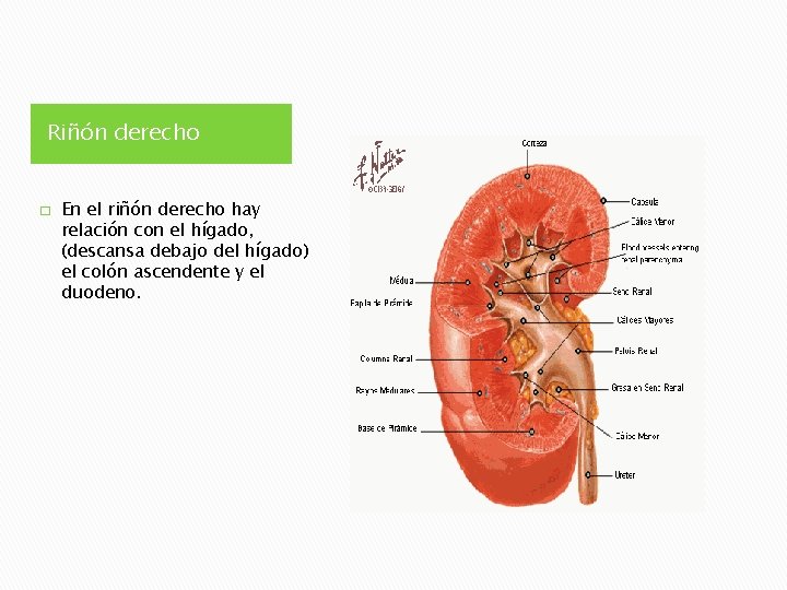 Riñón derecho � En el riñón derecho hay relación con el hígado, (descansa debajo