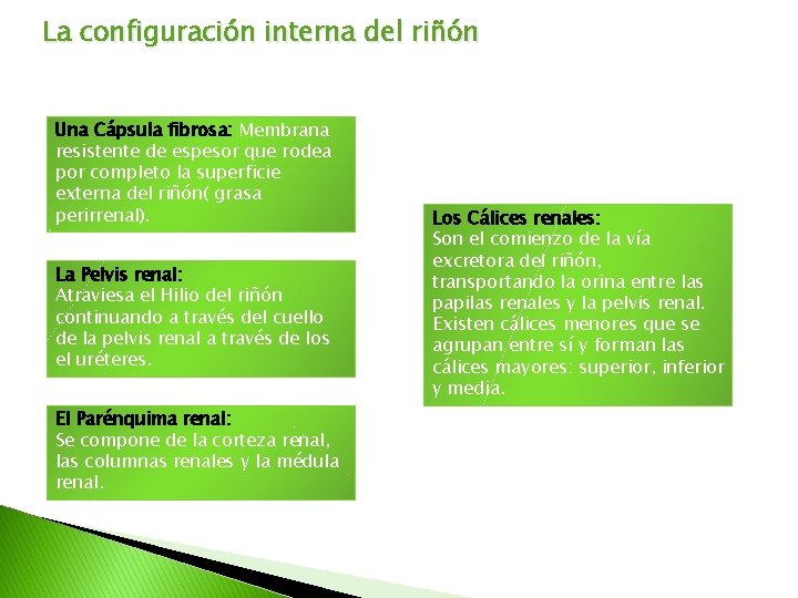 La configuración interna del riñón Una Cápsula fibrosa: Membrana resistente de espesor que rodea