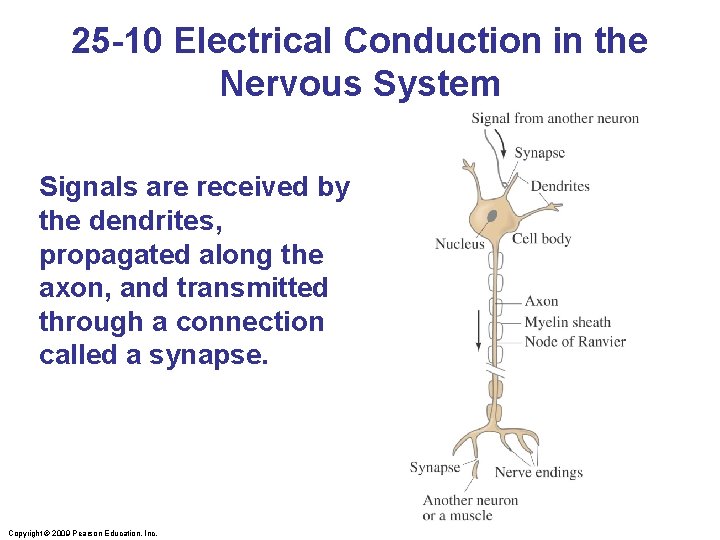 25 -10 Electrical Conduction in the Nervous System Signals are received by the dendrites,