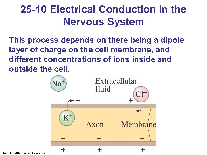 25 -10 Electrical Conduction in the Nervous System This process depends on there being