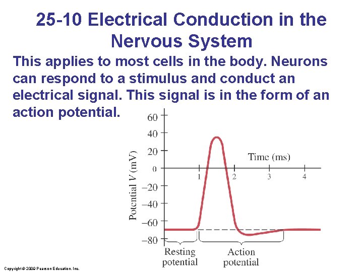 25 -10 Electrical Conduction in the Nervous System This applies to most cells in