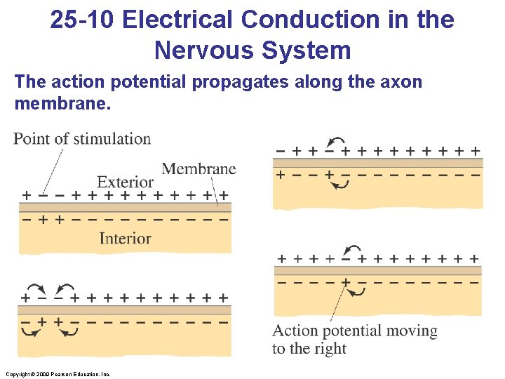 25 -10 Electrical Conduction in the Nervous System The action potential propagates along the