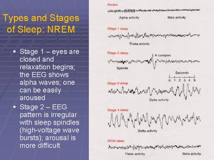 Types and Stages of Sleep: NREM § Stage 1 – eyes are closed and