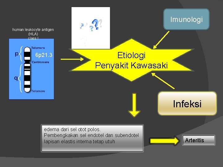 Imunologi human leukocyte antigen (HLA) class I 6 p 21. 3 Etiologi Penyakit Kawasaki Imunologi human leukocyte antigen (HLA) class I 6 p 21. 3 Etiologi Penyakit Kawasaki