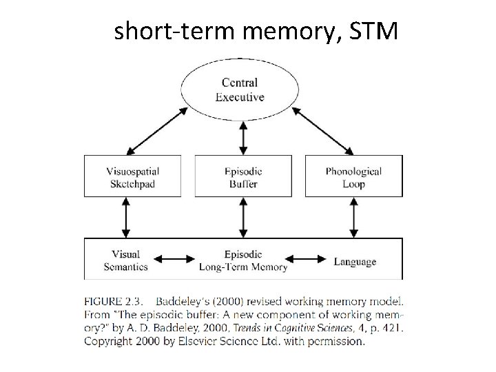 short-term memory, STM 