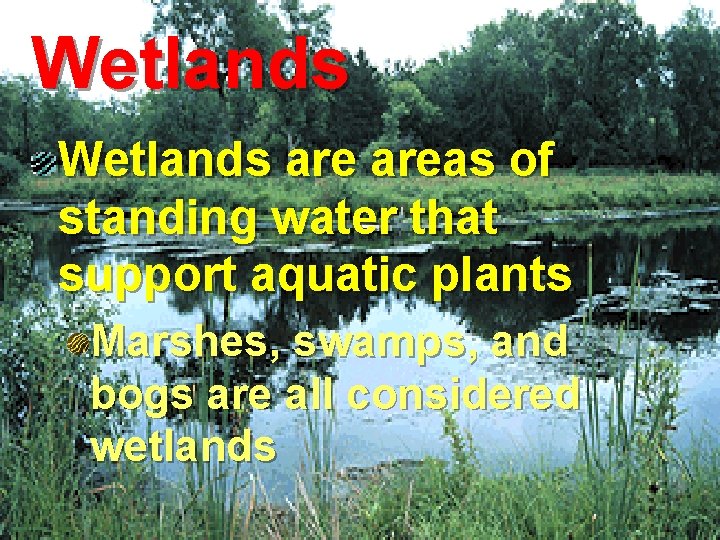 Wetlands are areas of standing water that support aquatic plants Marshes, swamps, and bogs