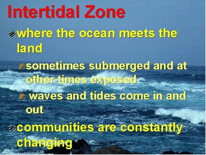 Intertidal Zone where the ocean meets the land sometimes submerged and at other times