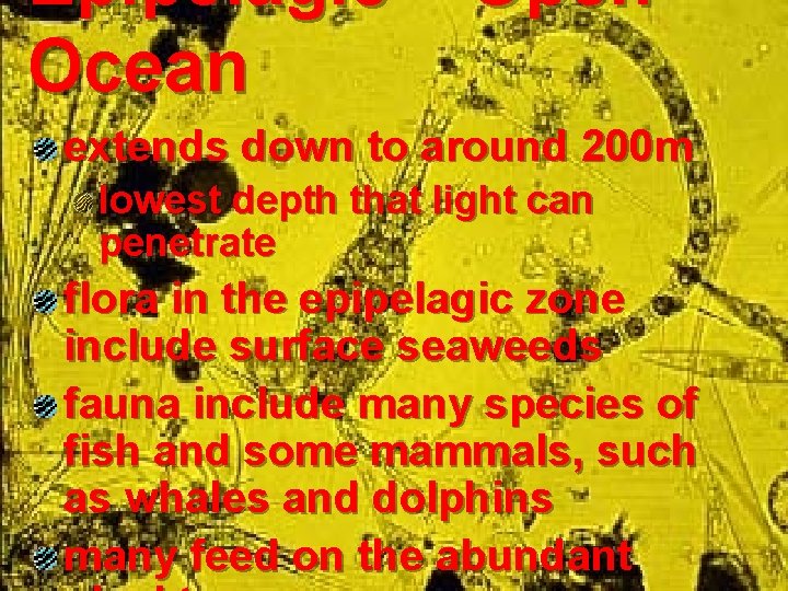 Epipelagic – Open Ocean extends down to around 200 m lowest depth that light