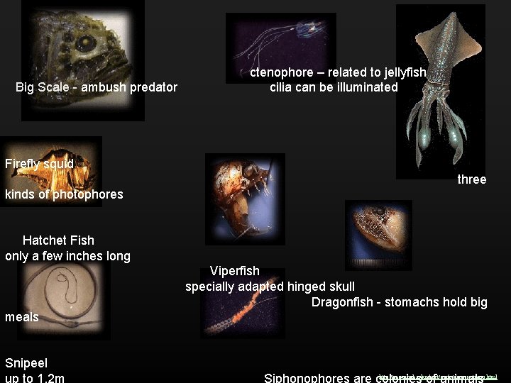 Big Scale - ambush predator ctenophore – related to jellyfish cilia can be illuminated