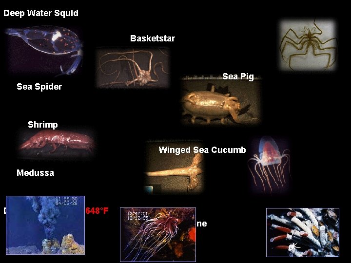 Deep Water Squid Basketstar Sea Pig Sea Spider Shrimp Winged Sea Cucumber Medussa Deep