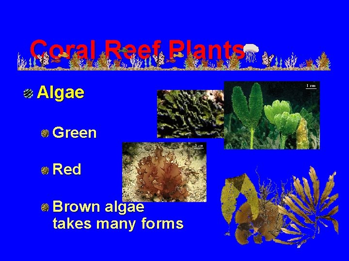 Coral Reef Plants Algae Green Red Brown algae takes many forms 