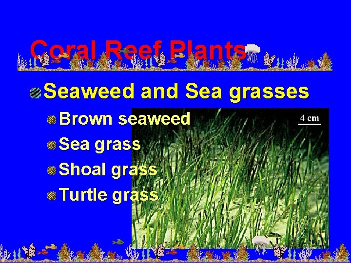 Coral Reef Plants Seaweed and Sea grasses Brown seaweed Sea grass Shoal grass Turtle