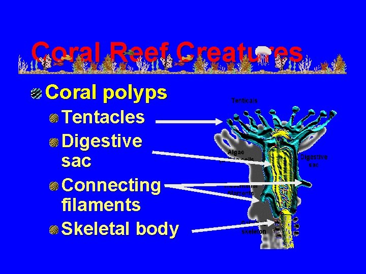 Coral Reef Creatures Coral polyps Tentacles Digestive sac Connecting filaments Skeletal body 