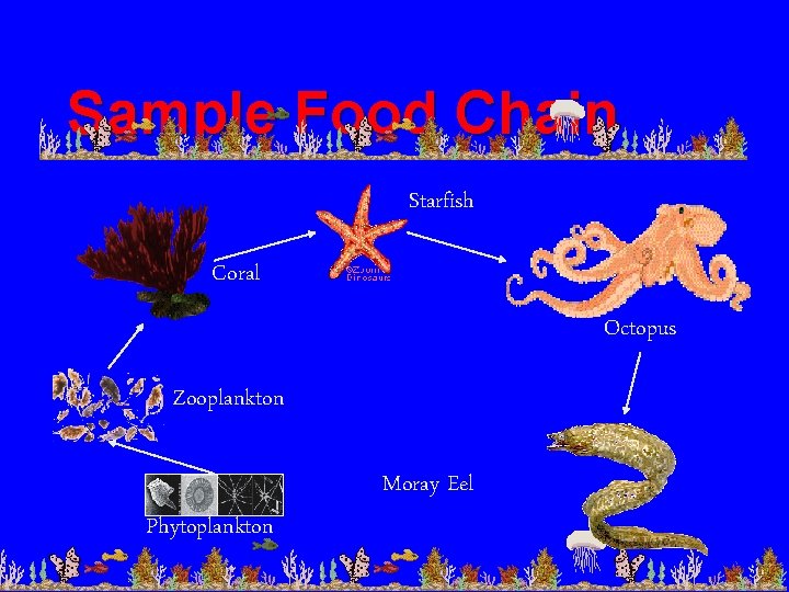 Sample Food Chain Starfish Coral Octopus Zooplankton Moray Eel Phytoplankton 