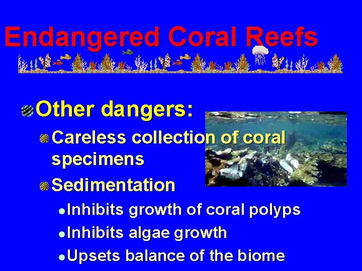 Endangered Coral Reefs Other dangers: Careless collection of coral specimens Sedimentation Inhibits growth of