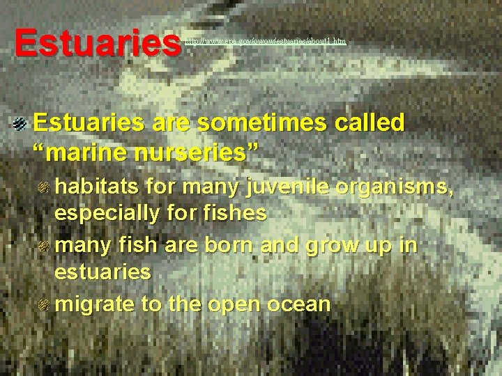 Estuaries http: //www. epa. gov/owow/estuaries/about 1. htm Estuaries are sometimes called “marine nurseries” habitats