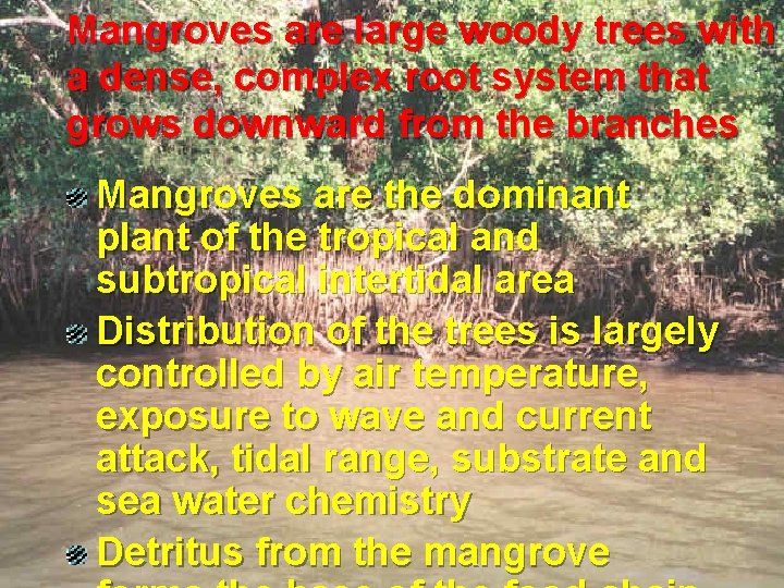 Mangroves are large woody trees with a dense, complex root system that grows downward