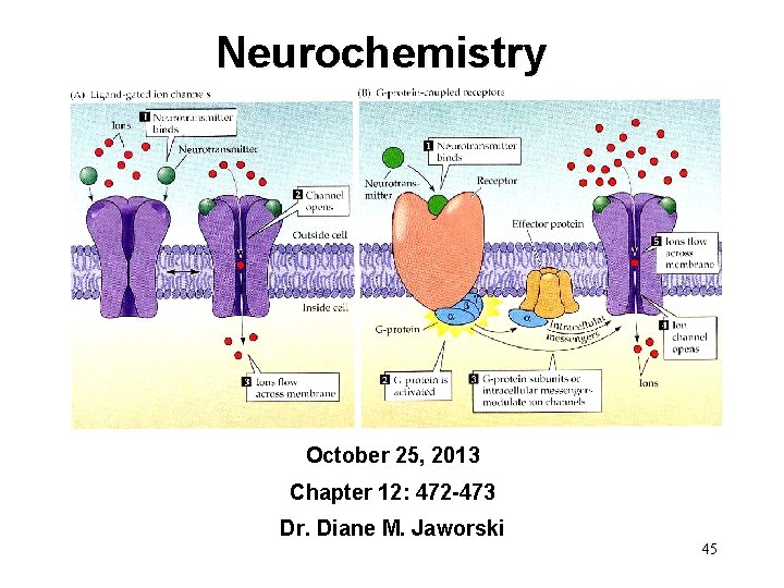 Neurochemistry October 25, 2013 Chapter 12: 472 -473 Dr. Diane M. Jaworski 45 