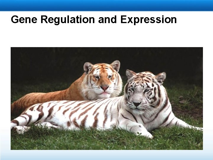 Gene Regulation and Expression 