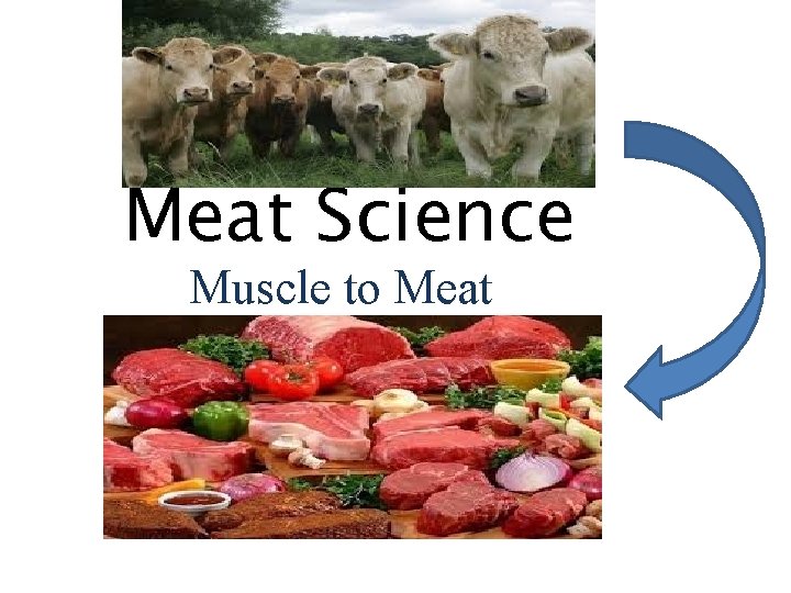 Meat Science Muscle to Meat 