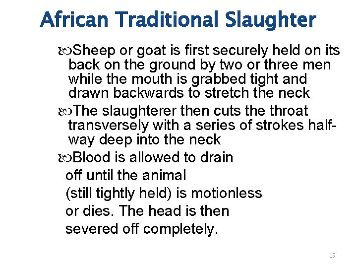 African Traditional Slaughter Sheep or goat is first securely held on its back on