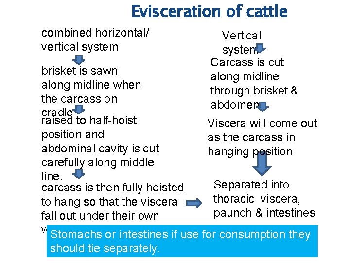 Evisceration of cattle combined horizontal/ vertical system Vertical system Carcass is cut along midline