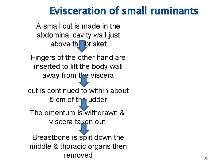 Evisceration of small ruminants A small cut is made in the abdominal cavity wall