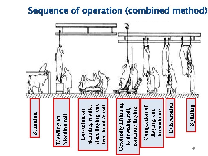 Splitting Evisceration Completion of flaying, cut breastbone Gradually lifting up to dressing rail, continue