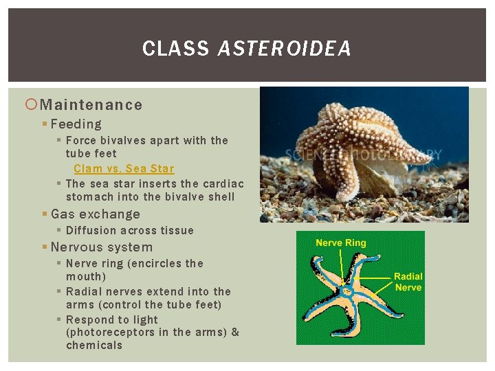 CLASS ASTEROIDEA Maintenance § Feeding § Force bivalves apart with the tube feet Clam CLASS ASTEROIDEA Maintenance § Feeding § Force bivalves apart with the tube feet Clam