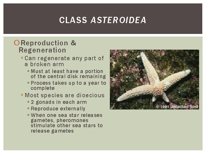 CLASS ASTEROIDEA Reproduction & Regeneration § Can regenerate any part of a broken arm CLASS ASTEROIDEA Reproduction & Regeneration § Can regenerate any part of a broken arm