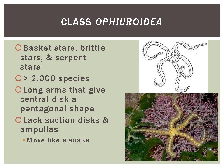 CLASS OPHIUROIDEA Basket stars, brittle stars, & serpent stars > 2, 000 species Long CLASS OPHIUROIDEA Basket stars, brittle stars, & serpent stars > 2, 000 species Long