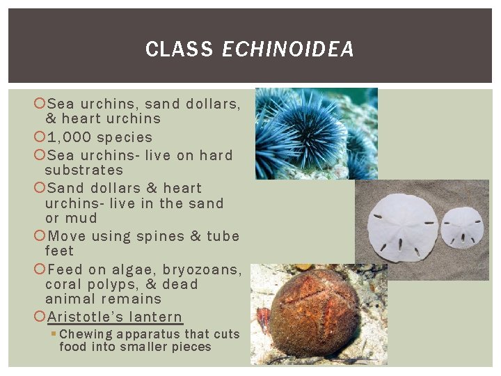 CLASS ECHINOIDEA Sea urchins, sand dollars, & heart urchins 1, 000 species Sea urchins- CLASS ECHINOIDEA Sea urchins, sand dollars, & heart urchins 1, 000 species Sea urchins-