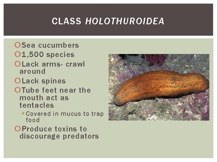 CLASS HOLOTHUROIDEA Sea cucumbers 1, 500 species Lack arms- crawl around Lack spines Tube CLASS HOLOTHUROIDEA Sea cucumbers 1, 500 species Lack arms- crawl around Lack spines Tube
