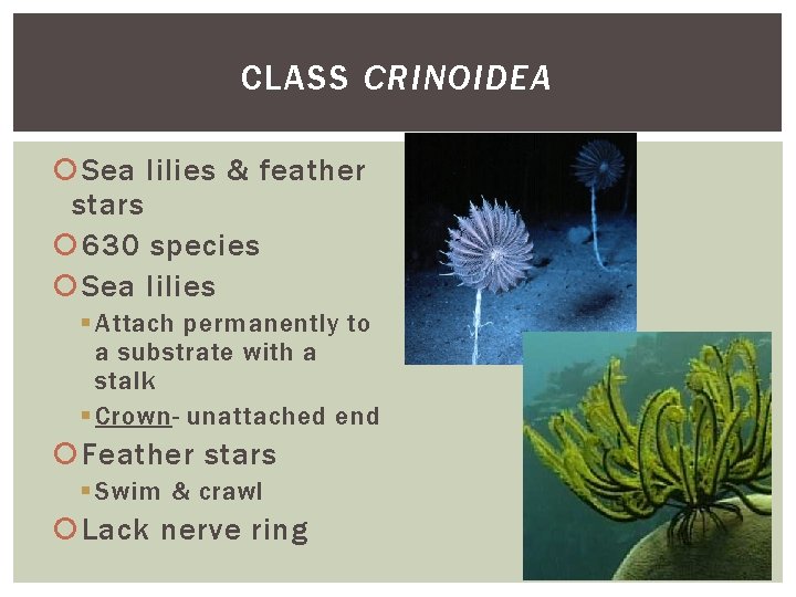 CLASS CRINOIDEA Sea lilies & feather stars 630 species Sea lilies § Attach permanently CLASS CRINOIDEA Sea lilies & feather stars 630 species Sea lilies § Attach permanently