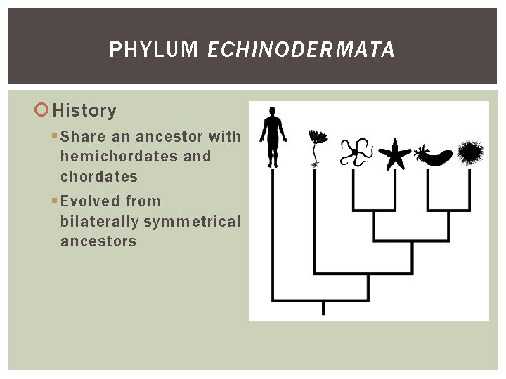 PHYLUM ECHINODERMATA History § Share an ancestor with hemichordates and chordates § Evolved from PHYLUM ECHINODERMATA History § Share an ancestor with hemichordates and chordates § Evolved from
